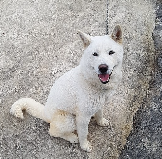 보리