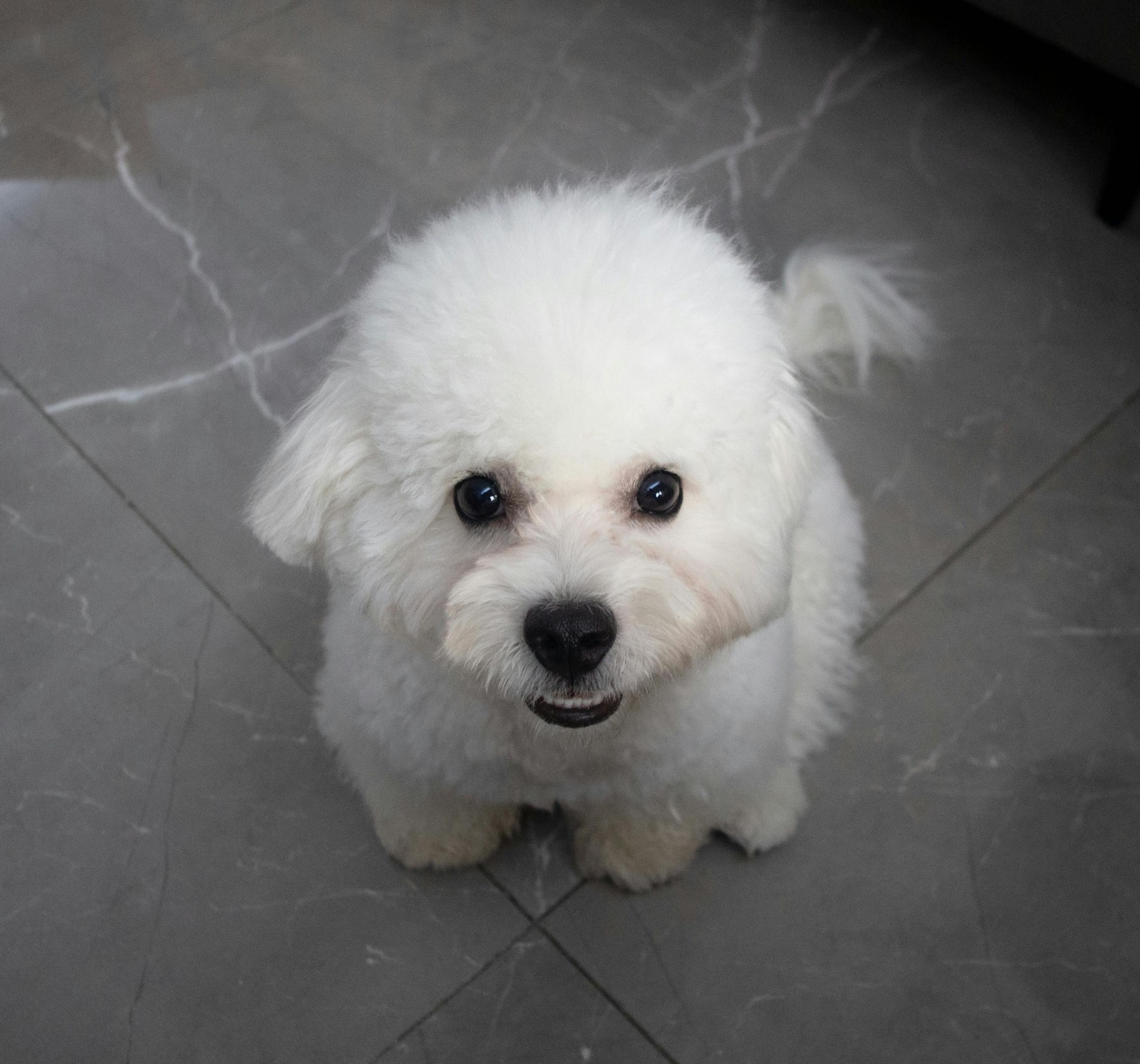 콩이